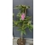 RÓŻANECZNIK na pniu 'rhododendron' Różowy